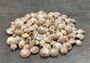 Pearlized Umbonium Seashells (appx. 220-230 pcs.) Button Top Shells. Multiple earthly colored spiral shells in a pile. Copyright 2022 SeaShellSupply.com.