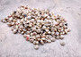 Pearlized Umbonium Seashell Assorted Mix (Approx. half cup +/-195 shells 0.125+ inches) Pearl Umbonium Shells for arts crafts & jewelry!