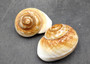 Giant Polished Land Snail Shells Rysotha Ovum (2 shells approx. 3+ inches) Brown White Land Snail Shells for collecting or coastal decor!