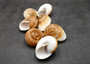Giant Polished Land Snail Shells Rysotha Ovum (2 shells approx. 3+ inches) Brown White Land Snail Shells for collecting or coastal decor!