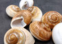 Giant Polished Land Snail Shells Rysotha Ovum (2 shells approx. 3+ inches) Brown White Land Snail Shells for collecting or coastal decor!