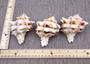 Pink Brown Striped Murex Seashells Murex Brassica (2 shells approx. 3-4+ inches) B GRADE Striped Murex ideal for arts crafts & collecting!
