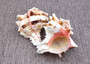 Pink Brown Striped Murex Seashells Murex Brassica (2 shells approx. 3-4+ inches) B GRADE Striped Murex ideal for arts crafts & collecting!