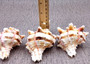 Pink Brown Striped Murex Seashells Murex Brassica (2 shells approx. 3-4+ inches) B GRADE Striped Murex ideal for arts crafts & collecting!