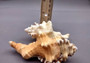 Perry\'s Triton Seashell - Cymatium Peryii - (1 shell approx. 3 - 4 inches).  creatively striped shells showing the underside with the stripes and the top side with more orange solid color. Copyright 2024 SeaShellSupply.com.
