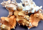 Perry\'s Triton Seashell - Cymatium Peryii - (1 shell approx. 3 - 4 inches).  creatively striped shells showing the underside with the stripes and the top side with more orange solid color. Copyright 2024 SeaShellSupply.com.