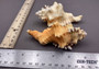 Perry\'s Triton Seashell - Cymatium Peryii - (1 shell approx. 3 - 4 inches).  creatively striped shells showing the underside with the stripes and the top side with more orange solid color. Copyright 2024 SeaShellSupply.com.
