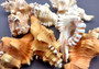 Perry\'s Triton Seashell - Cymatium Peryii - (1 shell approx. 3 - 4 inches).  creatively striped shells showing the underside with the stripes and the top side with more orange solid color. Copyright 2024 SeaShellSupply.com.