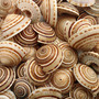 Perspective Sundial Seashells Architectonica Perspectiva (10 shells approx. 0.5+ inches) Sundial Shells for ocean art crafts & jewelry!
