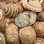 Perspective Sundial Seashells Architectonica Perspectiva (10 shells approx. 0.5+ inches) Sundial Shells for ocean art crafts & jewelry!