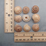 Perspective Sundial Seashells Architectonica Perspectiva (10 shells approx. 0.5+ inches) Sundial Shells for ocean art crafts & jewelry!