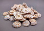 Perspective Sundial Seashells/Small (20 pcs) - (.5-1 Inch) - Architectonica Perspectiva. Multiple tight spiral shells in pile. Copyright 2024 SeaShellSupply.com.