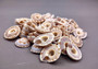 Perspective Sundial Seashells/Small (20 pcs) - (.5-1 Inch) - Architectonica Perspectiva. Multiple tight spiral shells in pile. Copyright 2024 SeaShellSupply.com.