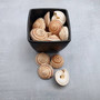 Perspective Sundial Seashells Architectonica Perspectiva (10 shells approx. 0.5+ inches) Sundial Shells for ocean art crafts & jewelry!