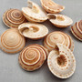 Perspective Sundial Seashells Architectonica Perspectiva (10 shells approx. 0.5+ inches) Sundial Shells for ocean art crafts & jewelry!