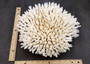 White Table Coral Large Cluster Acropora Latistella (1 coral approx. 11.5L x 5.5H x 10D inches) Table Coral for display & collecting!