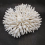 Large White Table Coral Cluster Centerpiece (1 coral approx. 12L x 7H x 9D inches) Acropora Latistella Table Coral for display & collecting! Copyright 2026 SeaShellSupply.com.
