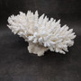 Large White Table Coral Cluster Centerpiece (1 coral approx. 12L x 7H x 9D inches) Acropora Latistella Table Coral for display & collecting! Copyright 2026 SeaShellSupply.com.