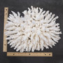 Large White Table Coral Cluster Centerpiece (1 coral approx. 12L x 7H x 9D inches) Acropora Latistella Table Coral for display & collecting! Copyright 2026 SeaShellSupply.com.