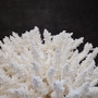 Large White Table Coral Cluster Centerpiece (1 coral approx. 12L x 7H x 9D inches) Acropora Latistella Table Coral for display & collecting! Copyright 2026 SeaShellSupply.com.