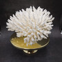 Large White Table Coral Cluster Centerpiece (1 coral approx. 12L x 7H x 9D inches) Acropora Latistella Table Coral for display & collecting! Copyright 2026 SeaShellSupply.com.