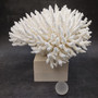 Large White Table Coral Cluster Centerpiece (1 coral approx. 12L x 7H x 9D inches) Acropora Latistella Table Coral for display & collecting! Copyright 2026 SeaShellSupply.com.