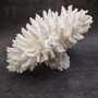 Large White Table Coral Cluster Centerpiece (1 coral approx. 12L x 7H x 9D inches) Acropora Latistella Table Coral for display & collecting! Copyright 2026 SeaShellSupply.com.