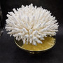 Large White Table Coral Cluster Centerpiece (1 coral approx. 12L x 7H x 9D inches) Acropora Latistella Table Coral for display & collecting! Copyright 2026 SeaShellSupply.com.