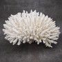 Large White Table Coral Cluster Centerpiece (1 coral approx. 12L x 7H x 9D inches) Acropora Latistella Table Coral for display & collecting! Copyright 2026 SeaShellSupply.com.