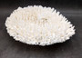 White Table Coral Large Cluster Acropora Latistella (1 coral approx. 12.5L x 3.5H x 10D inches) Table Coral for display & collecting!