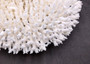 White Table Coral Large Cluster Acropora Latistella (1 coral approx. 12.5L x 3.5H x 10D inches) Table Coral for display & collecting!