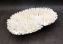 White Table Coral Large Cluster Acropora Latistella (1 coral approx. 12.5L x 3.5H x 10D inches) Table Coral for display & collecting!