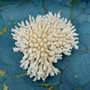 White Table Coral Large Cluster (1 coral approx. 11L x 4H x 10D inches) White Acropora Latistella Coral for gifting decor & collecting