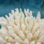 White Table Coral Large Cluster (1 coral approx. 11L x 4H x 10D inches) White Acropora Latistella Coral for gifting decor & collecting