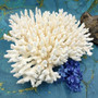 White Table Coral Large Cluster (1 coral approx. 11L x 4H x 10D inches) White Acropora Latistella Coral for gifting decor & collecting