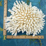 White Table Coral Large Cluster (1 coral approx. 11L x 4H x 10D inches) White Acropora Latistella Coral for gifting decor & collecting. Copyright 2026 SeaShellSupply.com.
