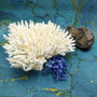 White Table Coral Large Cluster (1 coral approx. 11L x 4H x 10D inches) White Acropora Latistella Coral for gifting decor & collecting