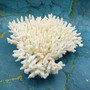 White Table Coral Large Cluster (1 coral approx. 11L x 4H x 10D inches) White Acropora Latistella Coral for gifting decor & collecting