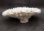 White Table Coral Large Cluster Acropora Latistella (1 coral approx. 13L x 6H x 11D inches) Table Coral for display & collecting!