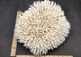 White Table Coral Large Cluster Acropora Latistella (1 coral approx. 13L x 6H x 11D inches) Table Coral for display & collecting!