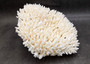 White Table Coral Large Cluster Acropora Latistella (1 coral approx. 13L x 6H x 11D inches) Table Coral for display & collecting!
