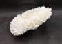 White Table Coral Large Cluster Acropora Latistella (1 coral approx. 13L x 6H x 11D inches) Table Coral for display & collecting!