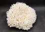 White Table Coral Large Cluster Acropora Latistella (1 coral approx. 13L x 6H x 11D inches) Table Coral for display & collecting!