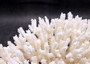 White Table Coral Large Cluster Acropora Latistella (1 coral approx. 13L x 6H x 11D inches) Table Coral for display & collecting!