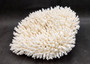 White Table Coral Large Cluster Acropora Latistella (1 coral approx. 13L x 6H x 11D inches) Table Coral for display & collecting!