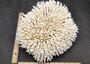 White Table Coral Large Cluster Acropora Latistella (1 coral approx. 13L x 6H x 11D inches) Table Coral for display & collecting!
