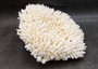 White Table Coral Large Cluster Acropora Latistella (1 coral approx. 13L x 6H x 11D inches) Table Coral for display & collecting!