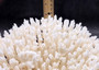 White Table Coral Large Cluster Acropora Latistella (1 coral approx. 13L x 6H x 11D inches) Table Coral for display & collecting!