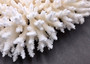 White Table Coral Large Cluster Acropora Latistella (1 coral approx. 13L x 6H x 11D inches) Table Coral for display & collecting!
