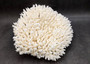 White Table Coral Large Cluster Acropora Latistella (1 coral approx. 13L x 6H x 11D inches) Table Coral for display & collecting!